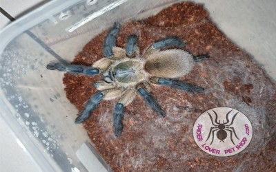 Monocentropus balfouri / Socotra Island Blue Baboon / Socotra Blue Baboon - Adult Female 12 cm